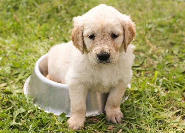 Keep Your Pet Safe This Easter 31 Keep Your Pet Safe This Easter