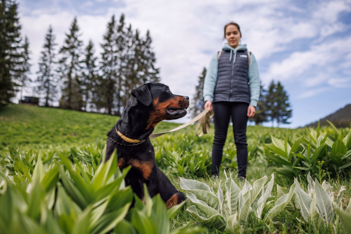 From Play to Purpose: How Detection Dogs Turn Natural Instincts Into Life-Saving Skills 1 From Play to Purpose: How Detection Dogs Turn Natural Instincts Into Life-Saving Skills