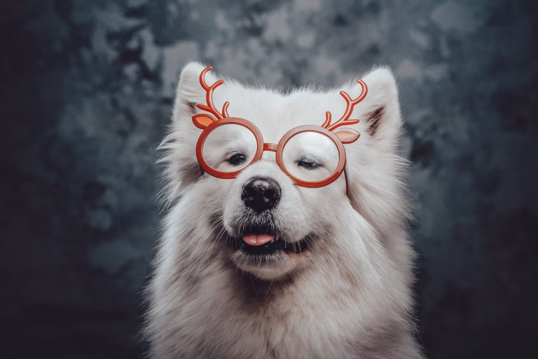 Making Viral Dog Reels: Using Pippit to Share Your Pup’s Funniest Moments