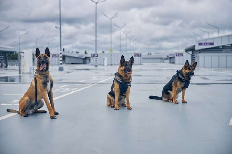 Teaching Your Dog to Guard 20 Teaching Your Dog to Guard
