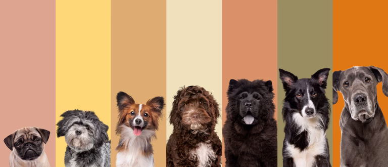 13 Most Popular Dog Breeds in Plano: Hound Therapy’s List for Texas Families 24 13 Most Popular Dog Breeds in Plano: Hound Therapy’s List for Texas Families