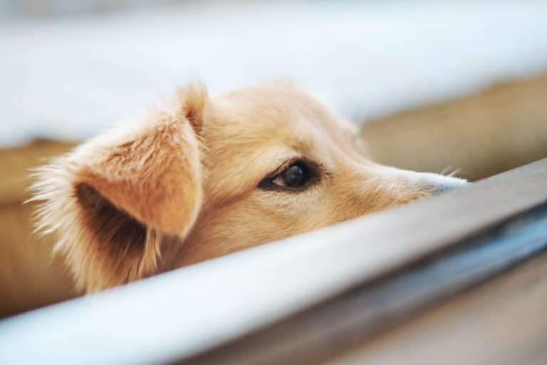 Overcoming Separation Anxiety in Dogs: Practical Training Tips 31 Overcoming Separation Anxiety in Dogs: Practical Training Tips