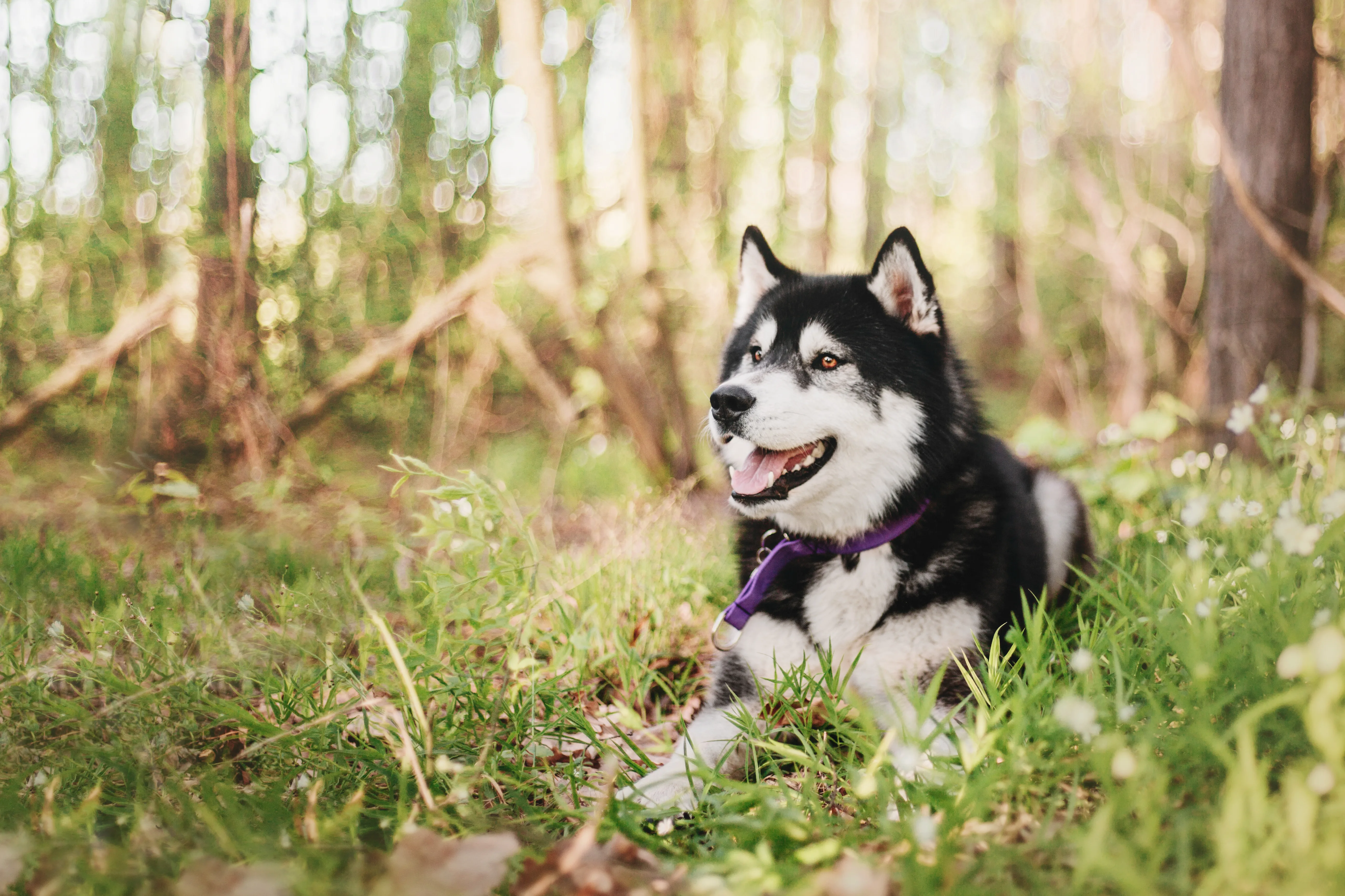 Siberian Huskies: Insights and Expertise from Caroline Kisko 1 Siberian Huskies: Insights and Expertise from Caroline Kisko
