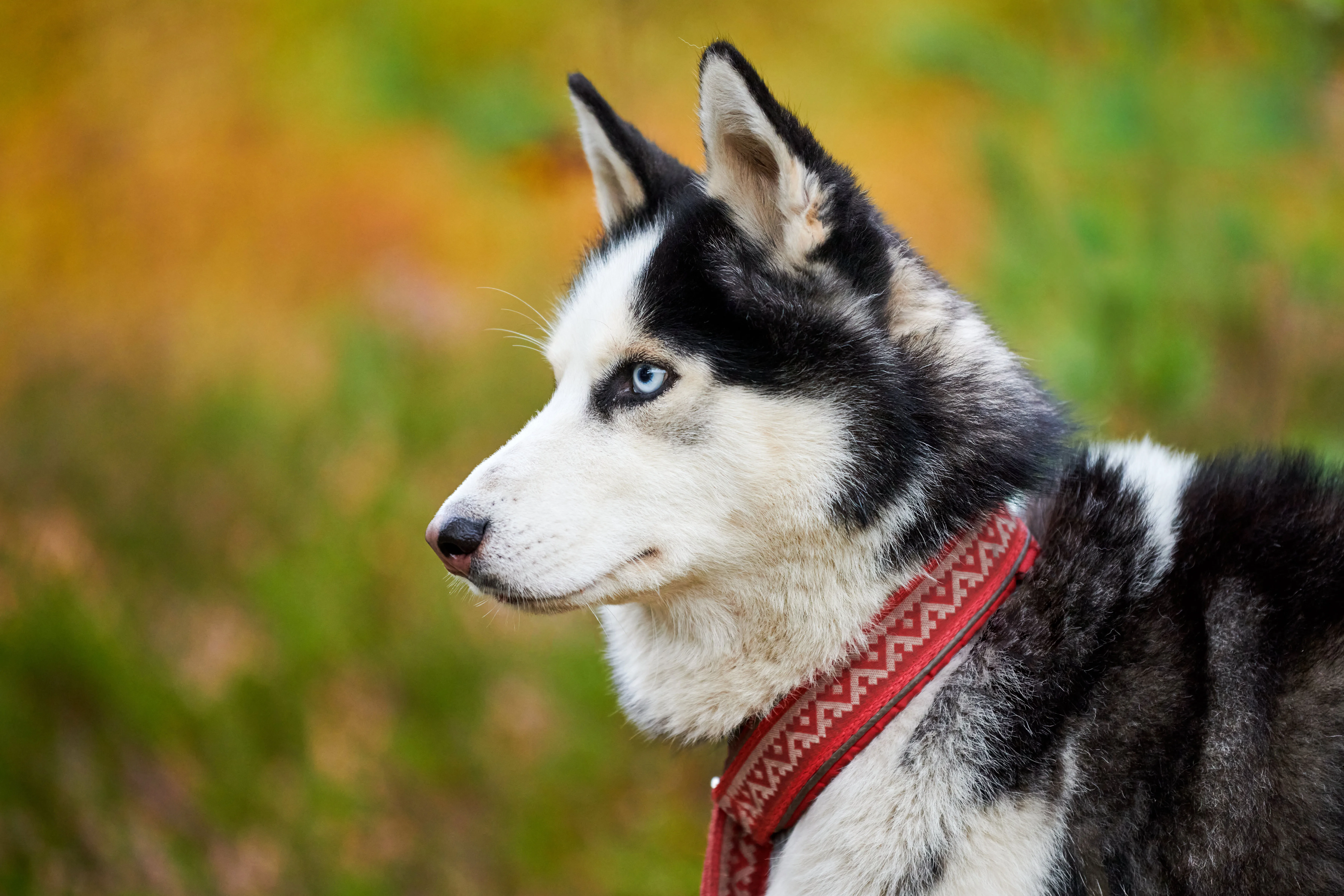 Siberian Huskies: Insights and Expertise from Caroline Kisko 2 Siberian Huskies: Insights and Expertise from Caroline Kisko