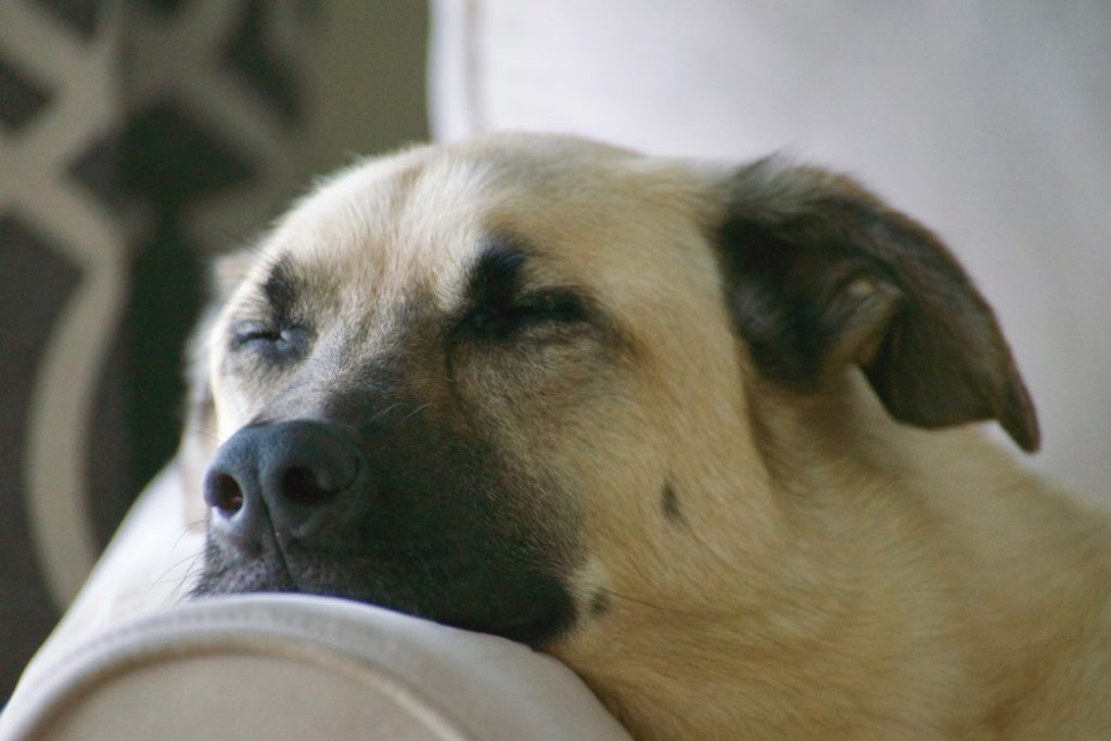 Have You Ever Wondered What Dogs Dream About?