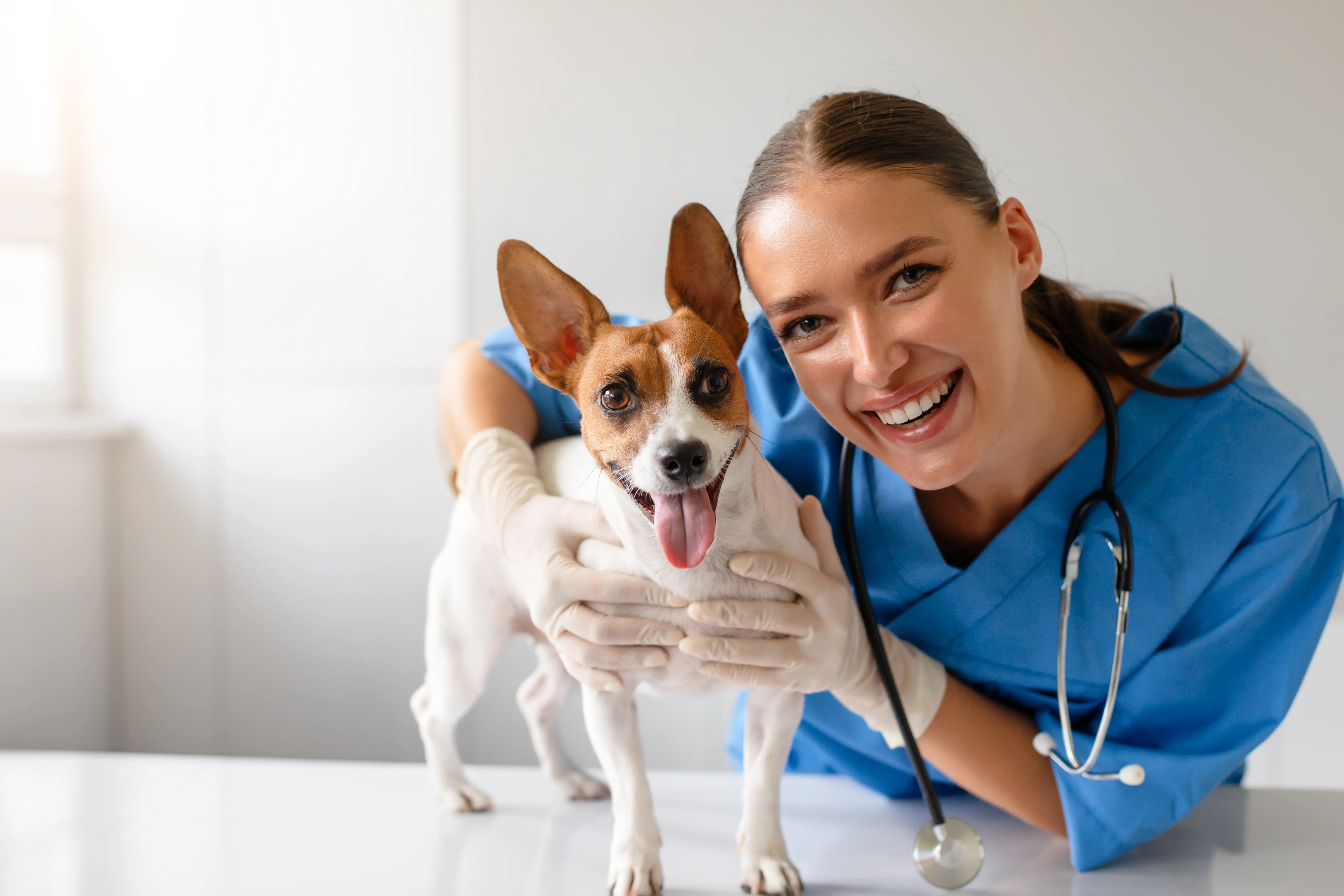 Behind the Stethoscope: The Long Road Your Dog's Vet Took to Get There 2 Behind the Stethoscope: The Long Road Your Dog's Vet Took to Get There
