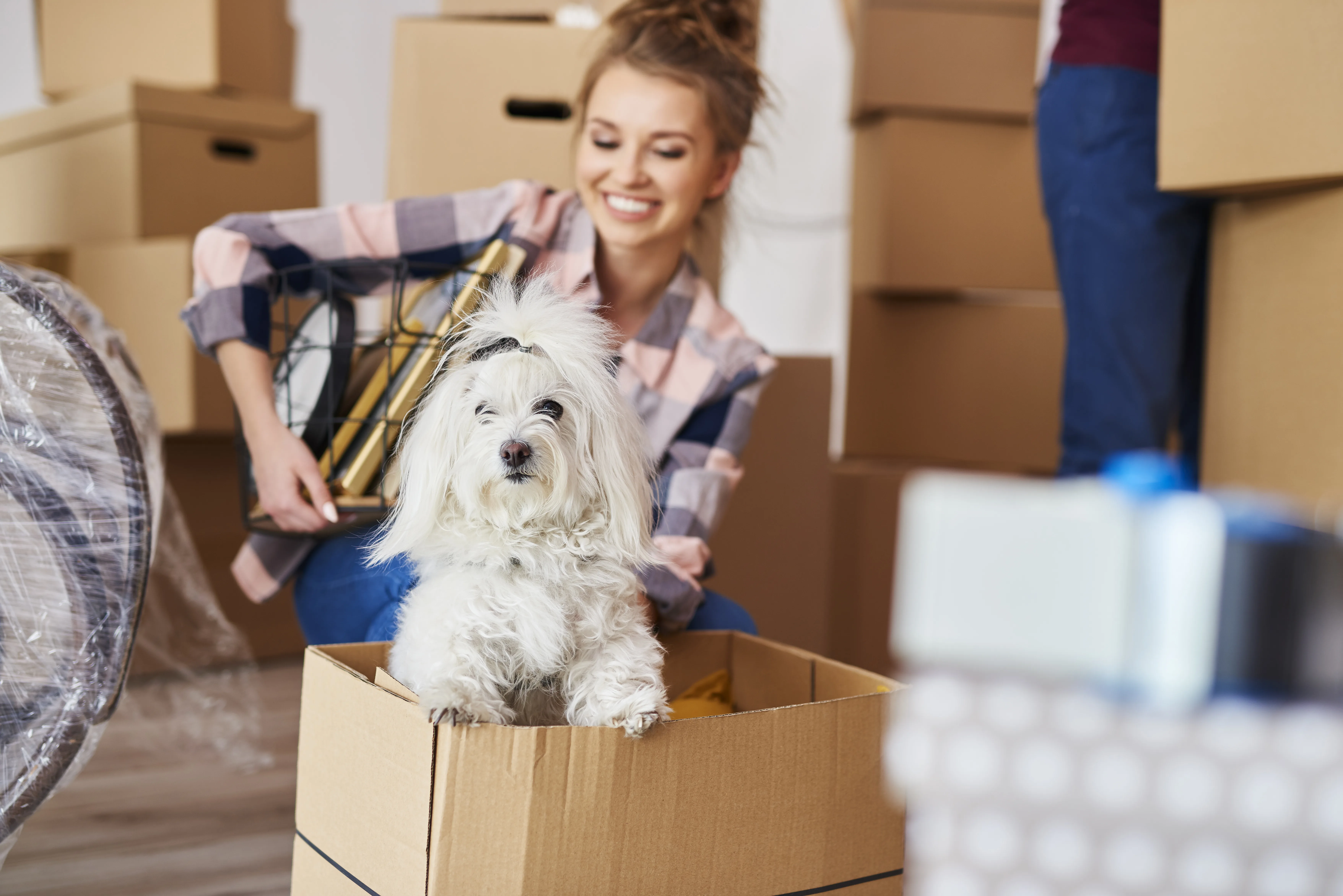 Moving to a New State with Your Dog: A Complete Stress-Free Guide