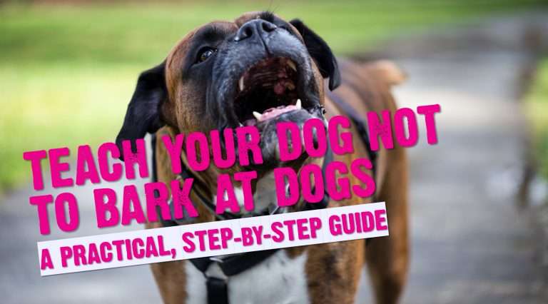 How Do I Stop My Dog From Barking At Other Dogs?