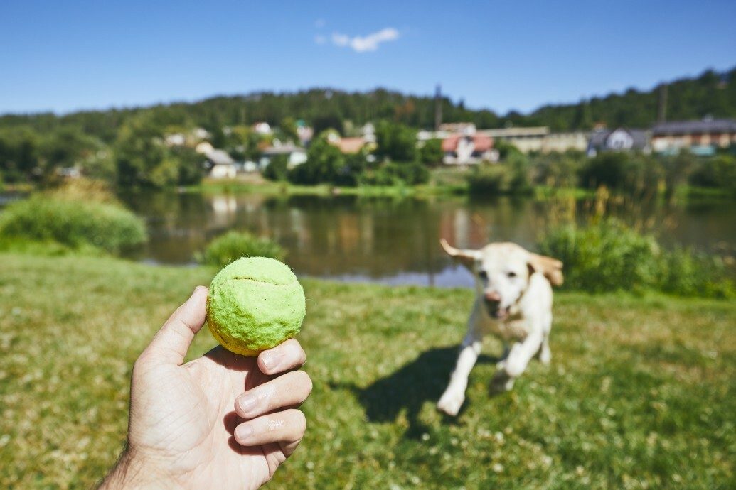 Punishment vs Reward - Which Dog Training Method Works Best? 1 Punishment vs Reward - Which Dog Training Method Works Best?
