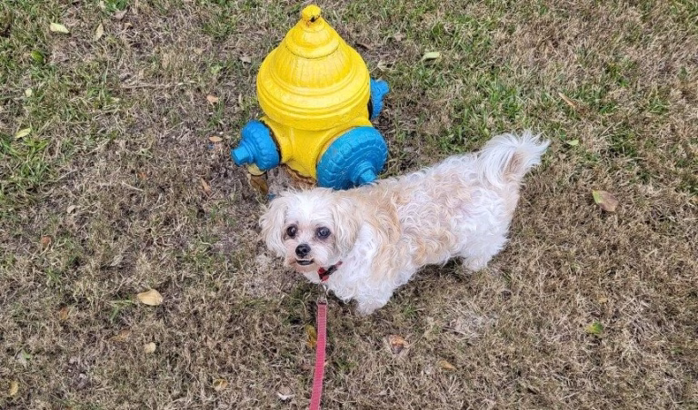 Why Do Dogs Do That Thing They Do? (FAQs For Dog Owners) 35 Why Do Dogs Do That Thing They Do? (FAQs For Dog Owners)