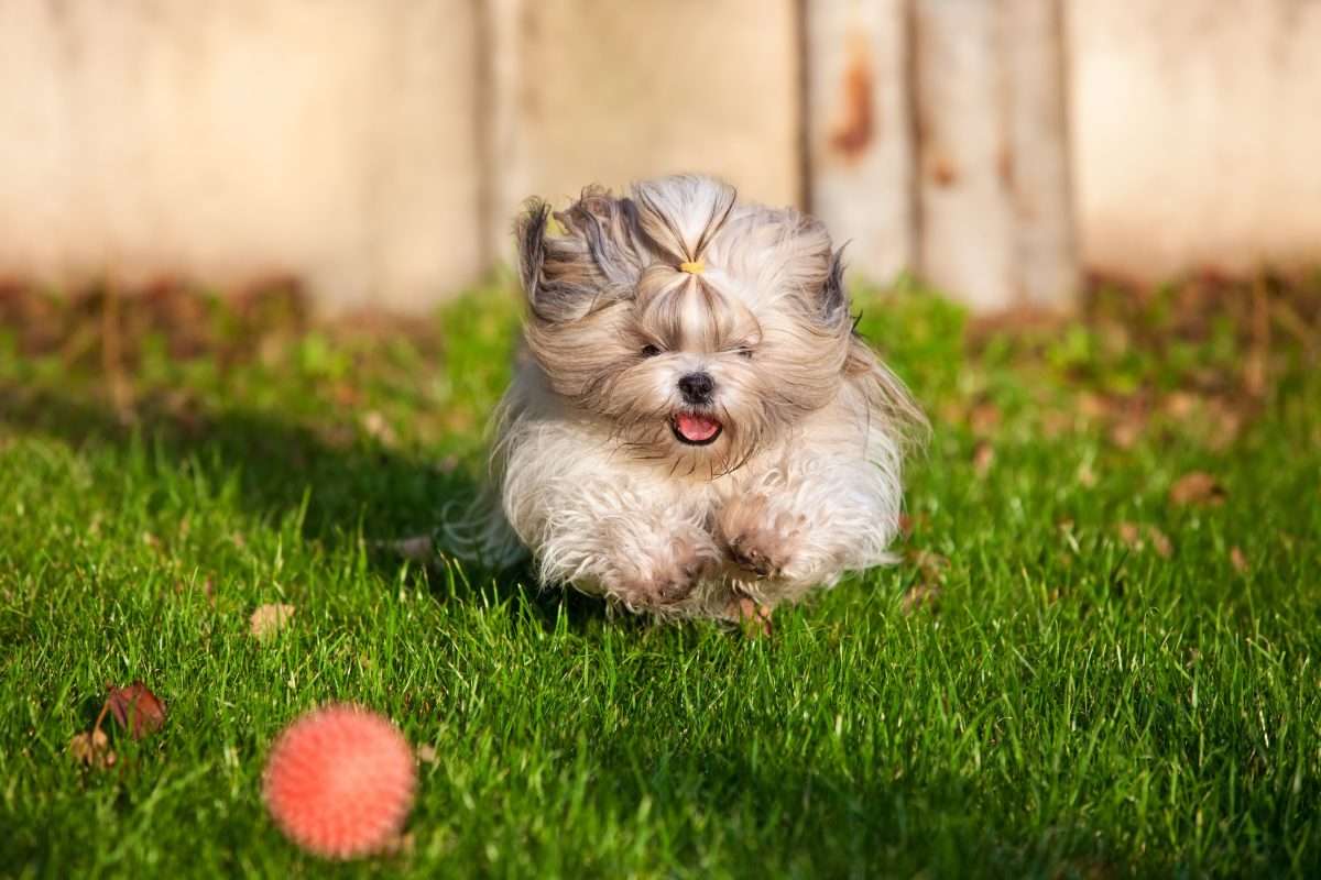 New Research Highlights the Surprisingly Good Health of Shih Tzus in the UK 1 Shih Tzu chasing ball