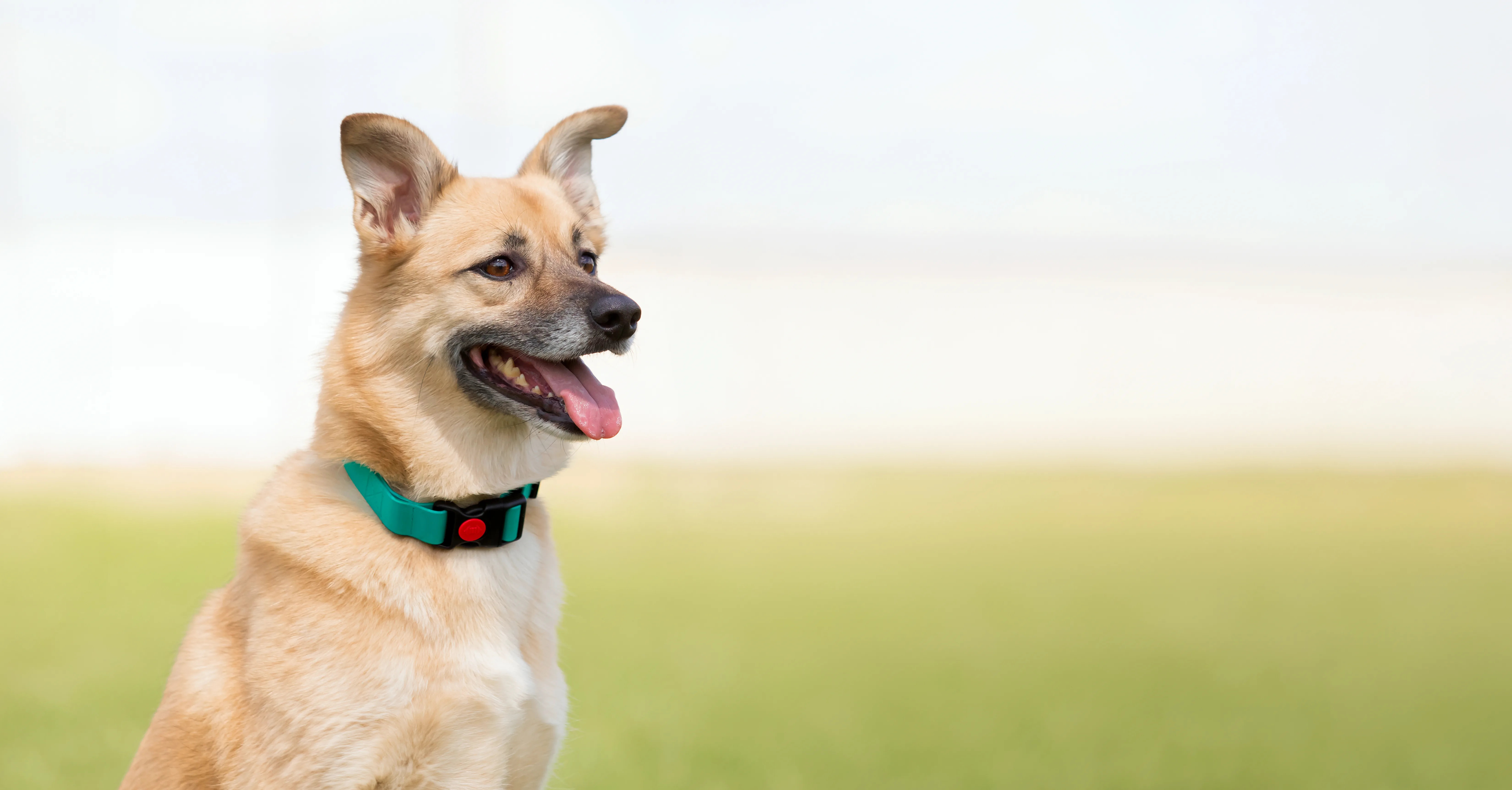 Dog smiling. Happy mutt dog. Dog without breed