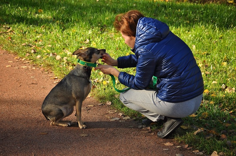 Which Countries Are Most Affordable For Dog Care Costs?