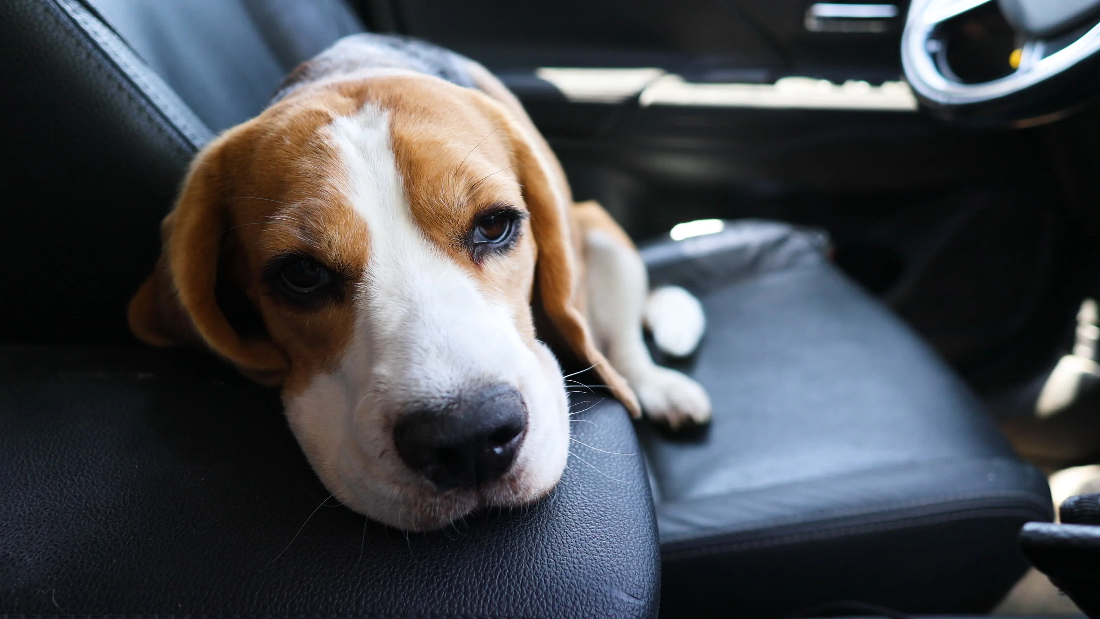 Who Covers Vet Bills After a Car Crash with Your Dog 2 Who Covers Vet Bills After a Car Crash with Your Dog