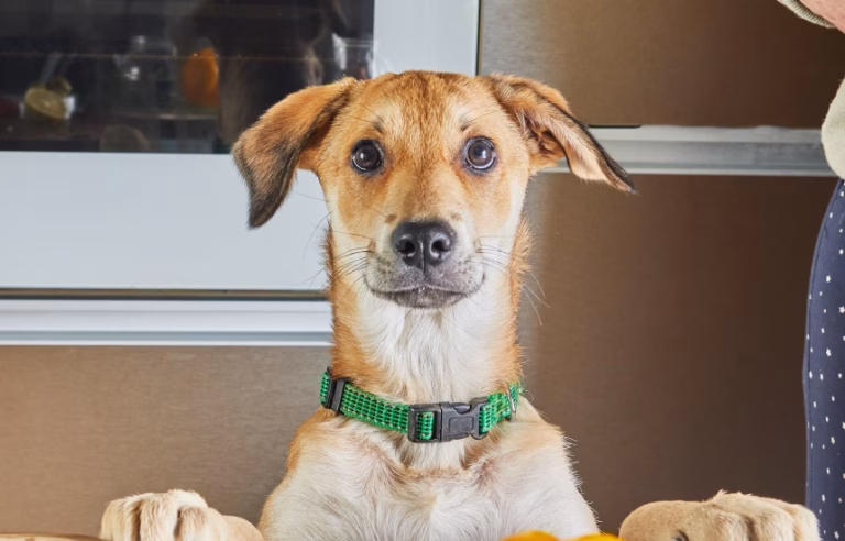 7 Edibles That You Can Give To Your Pet To Enhance Their Mood