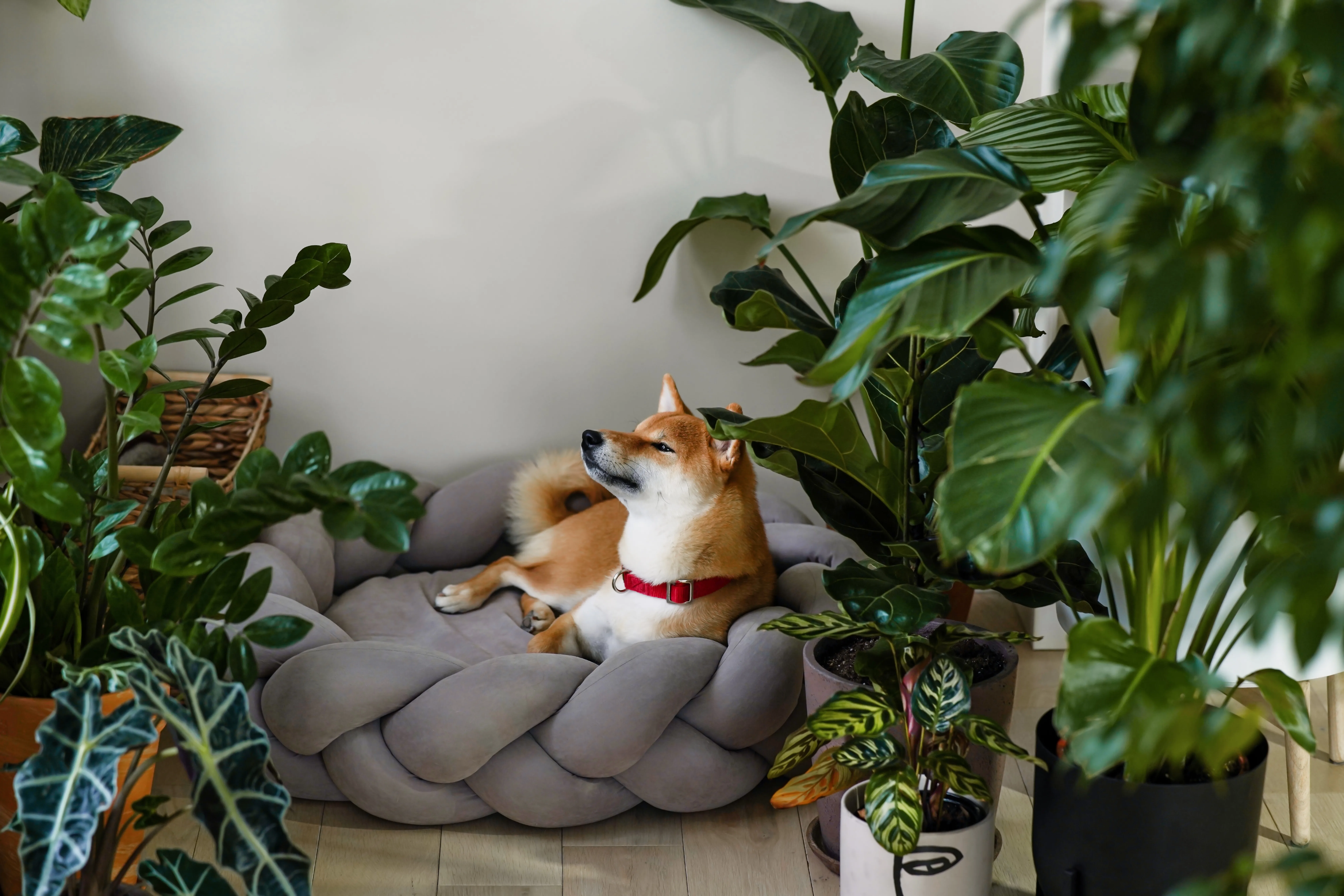 Creating the Perfect Indoor Climate for Dogs: Room-by-Room Comfort Tips for Pet Owners 2 Creating the Perfect Indoor Climate for Dogs: Room-by-Room Comfort Tips for Pet Owners