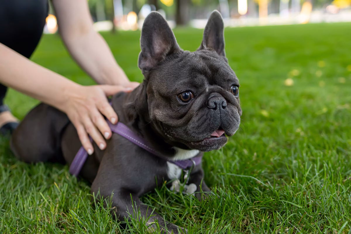 A Better Understanding Of Dog Breed Lifespans 1 A Better Understanding Of Dog Breed Lifespans