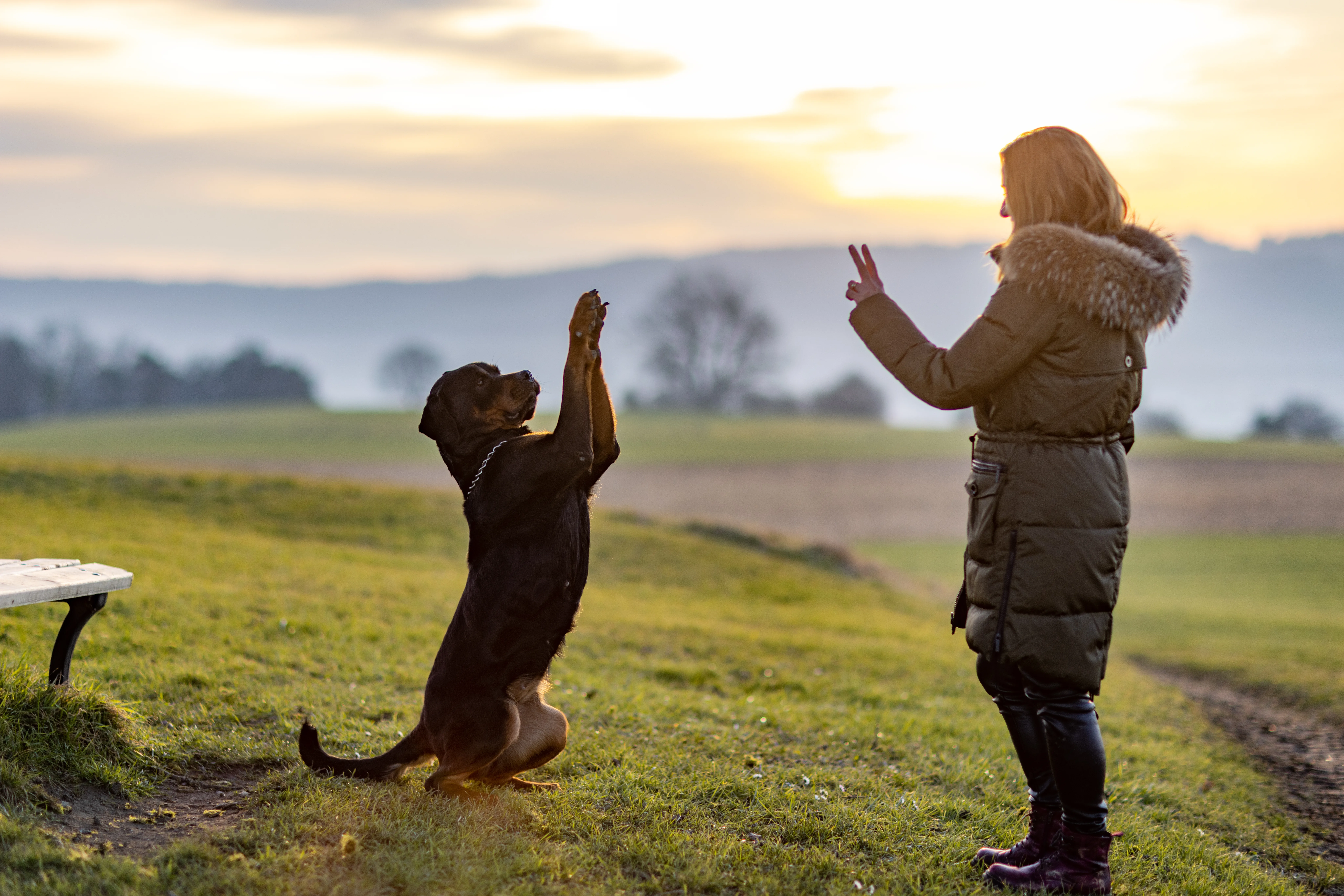 Is Your Dog Ready for Daycare? A Trainer-Aligned Readiness Checklist 2 Is Your Dog Ready for Daycare? A Trainer-Aligned Readiness Checklist