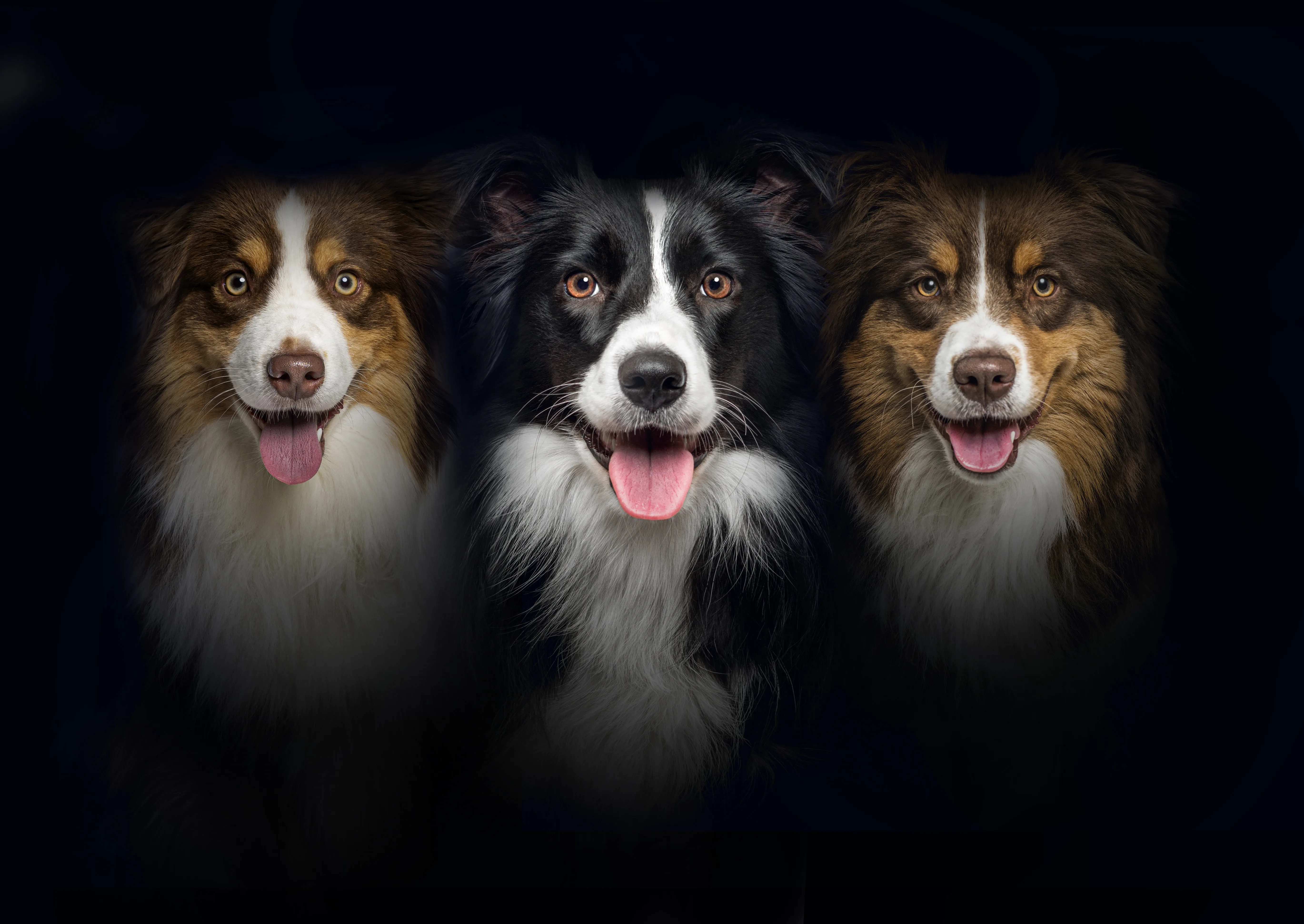 Ace Antlers Launches "Muzzle Mass" — A Natural Weight Gainer for Dogs That's Turning Heads in the Pet Nutrition World 1 Ace Antlers Launches "Muzzle Mass" — A Natural Weight Gainer for Dogs That's Turning Heads in the Pet Nutrition World