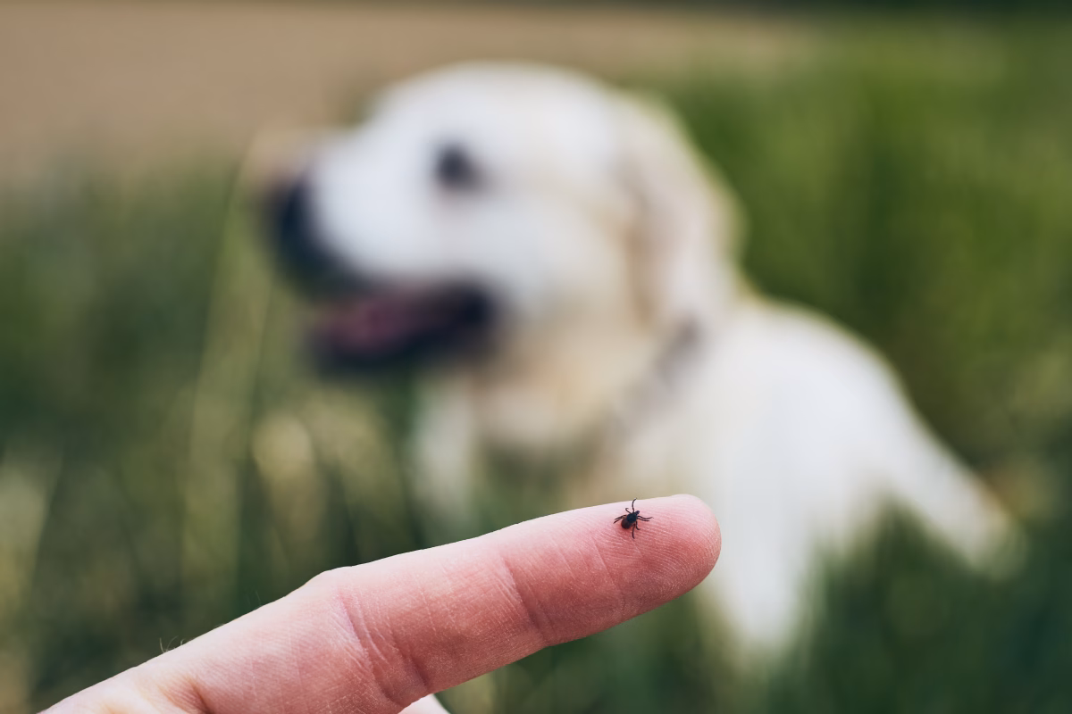 Guarding Your Pup: Understanding the Risks of Fleas and Ticks and How to Stay Vigilant 1 Guarding Your Pup: Understanding the Risks of Fleas and Ticks and How to Stay Vigilant
