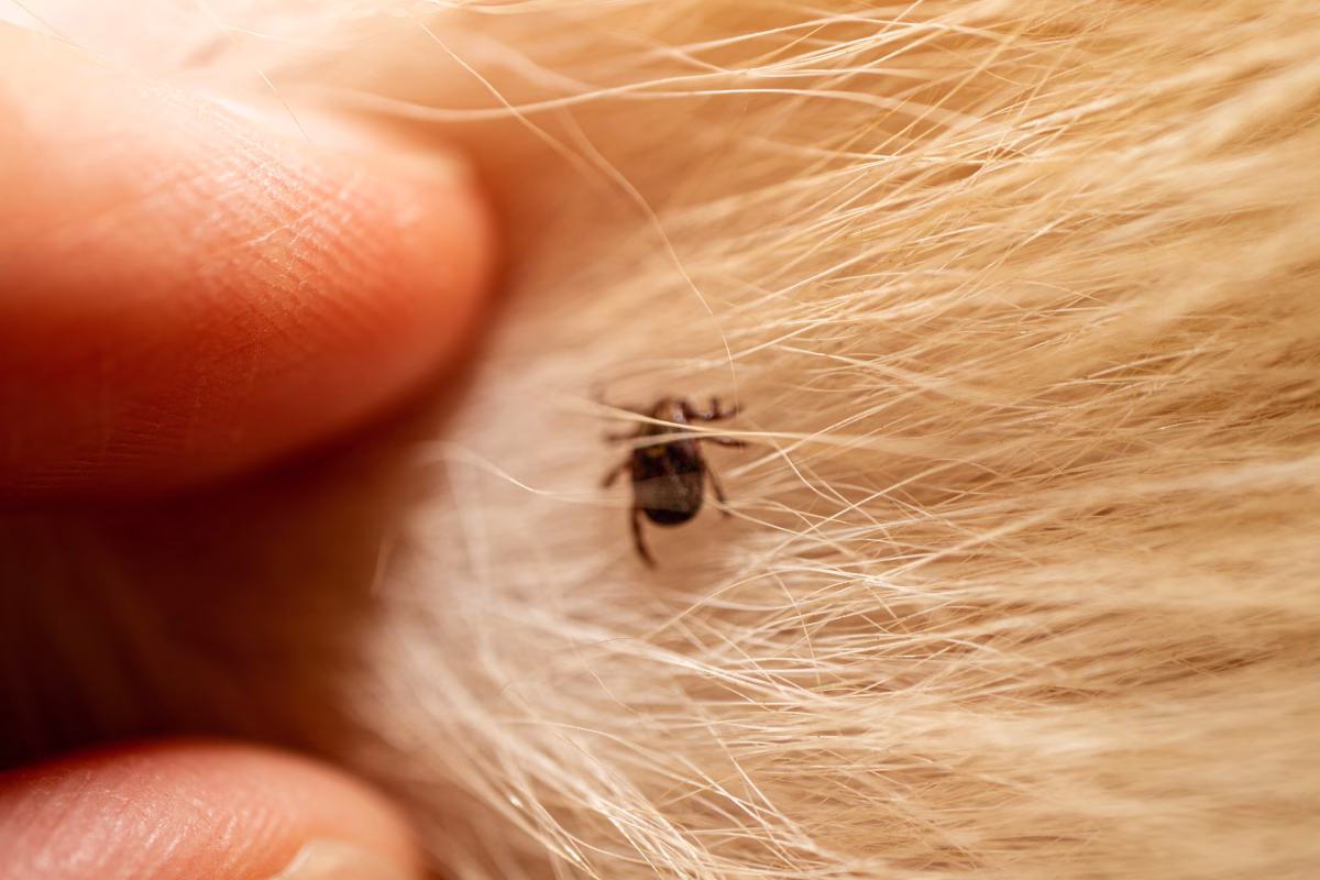 Guarding Your Pup: Understanding the Risks of Fleas and Ticks and How to Stay Vigilant 2 Guarding Your Pup: Understanding the Risks of Fleas and Ticks and How to Stay Vigilant
