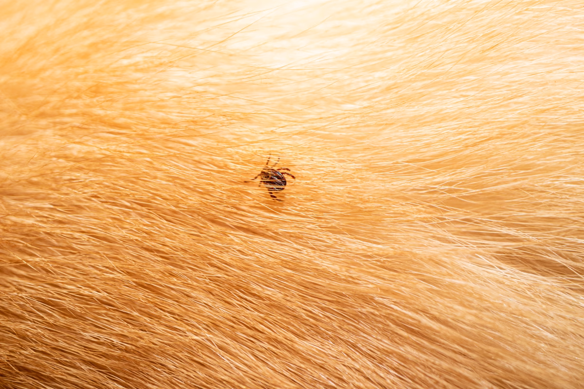 Guarding Your Pup: Understanding the Risks of Fleas and Ticks and How to Stay Vigilant 3 Guarding Your Pup: Understanding the Risks of Fleas and Ticks and How to Stay Vigilant