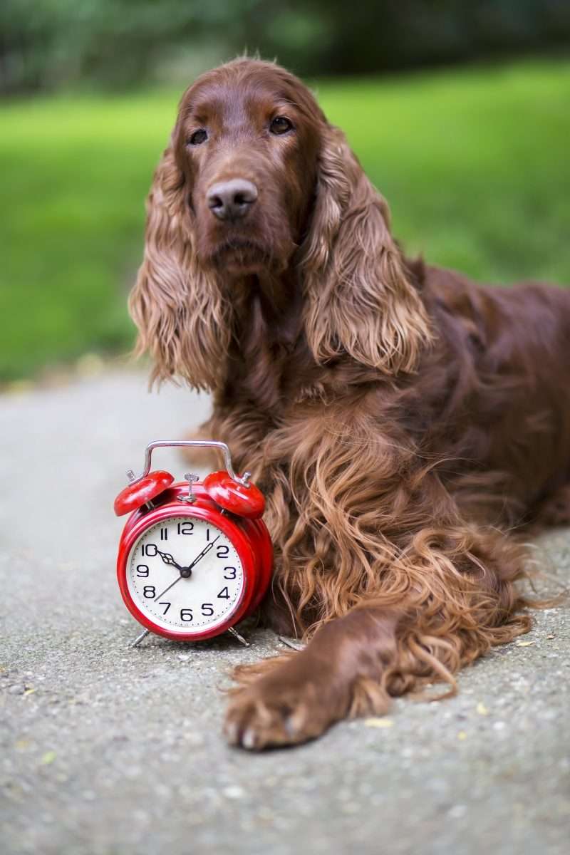 6 Reasons You Should Consider Probiotics For Your Dog 2 6 Reasons You Should Consider Probiotics For Your Dog