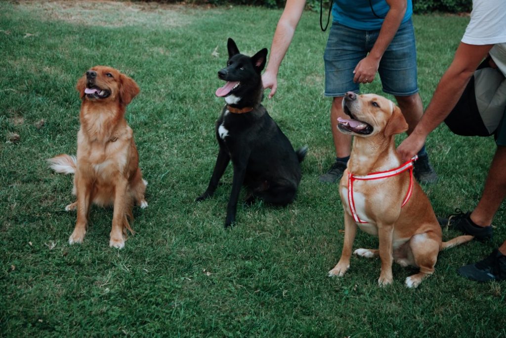 How One Dog's Sudden Change in Behaviour Would Go on to Save Her Owner 7 How One Dog's Sudden Change in Behaviour Would Go on to Save Her Owner