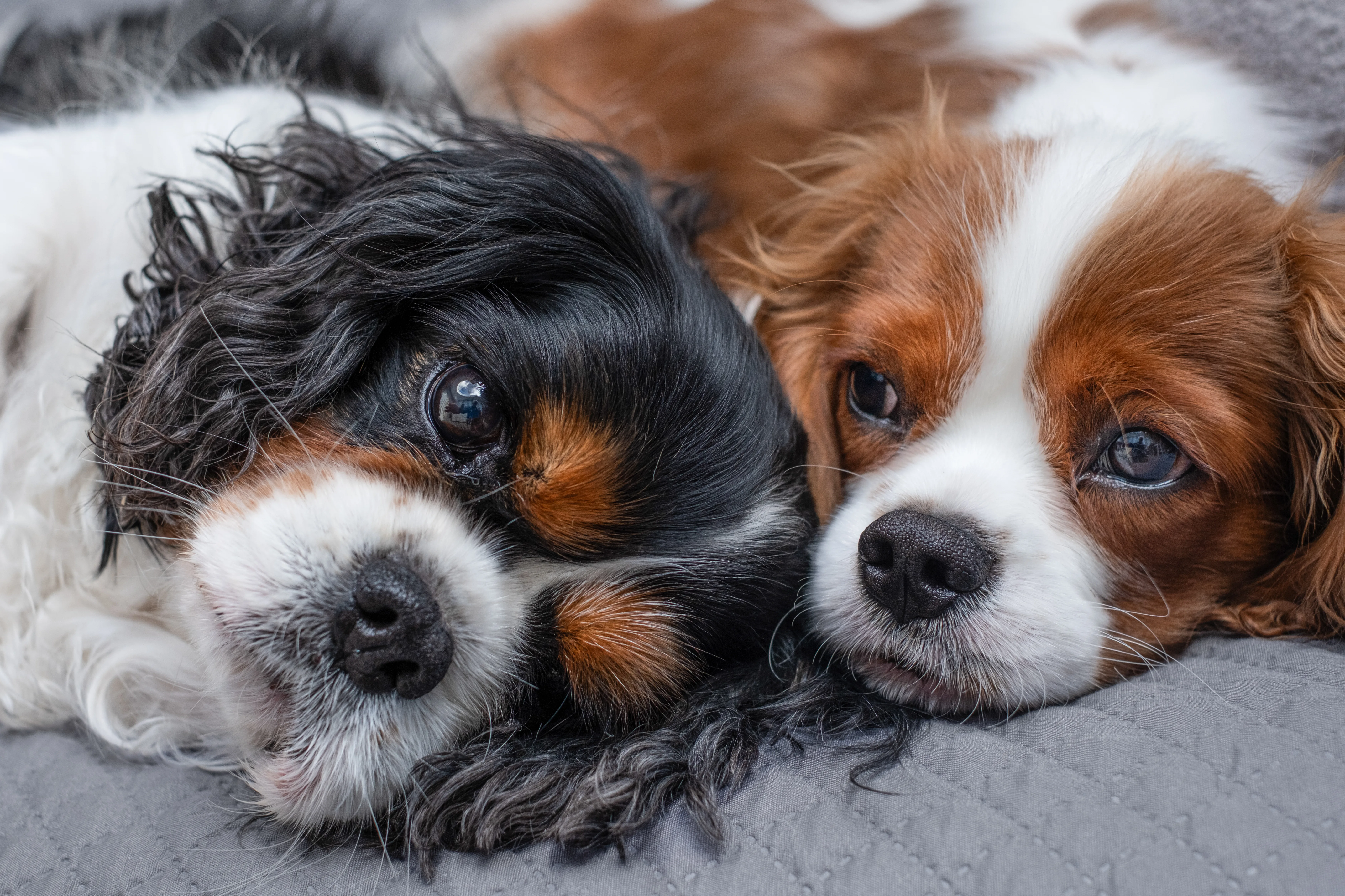 6 Best Pet Insurance Providers To Take Care Of Your Dog 2 6 Best Pet Insurance Providers To Take Care Of Your Dog