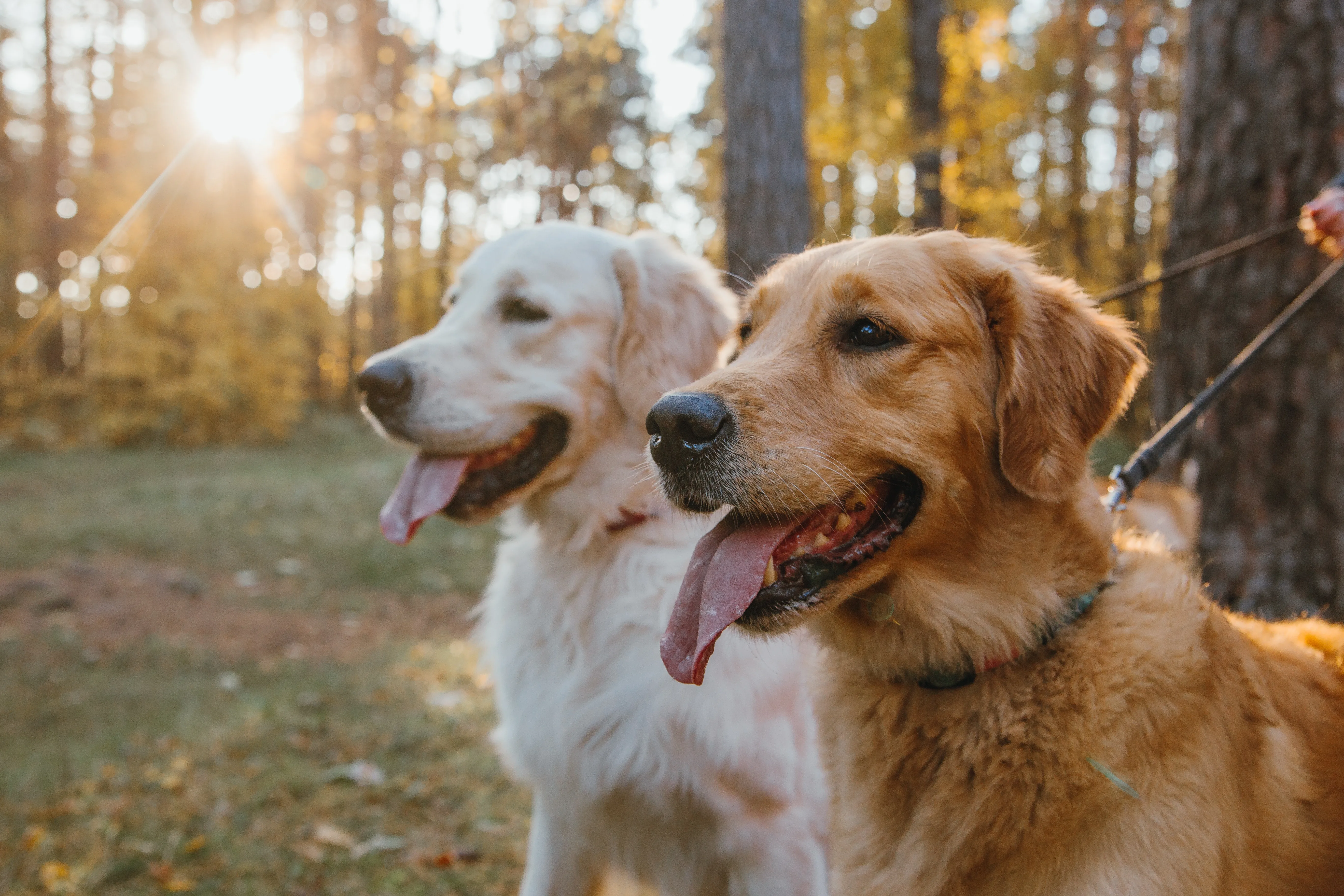 Ace Antlers Launches "Muzzle Mass" — A Natural Weight Gainer for Dogs That's Turning Heads in the Pet Nutrition World 2 Ace Antlers Launches "Muzzle Mass" — A Natural Weight Gainer for Dogs That's Turning Heads in the Pet Nutrition World