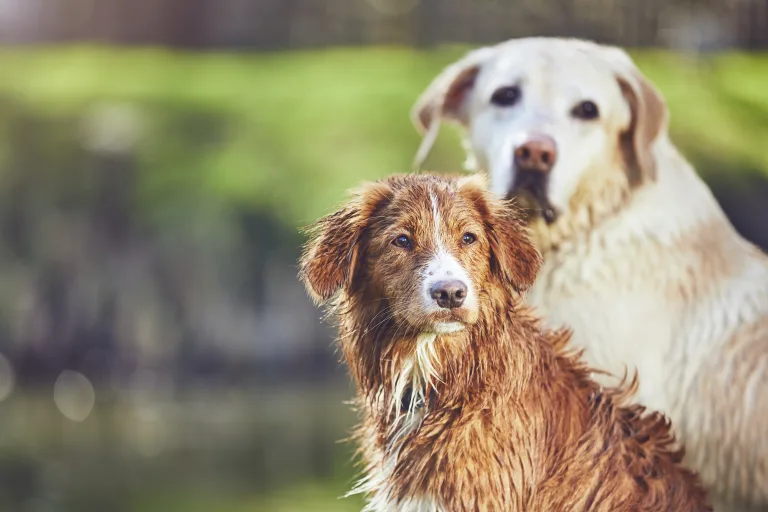 The First 48 Hours with Your Rescue Dog