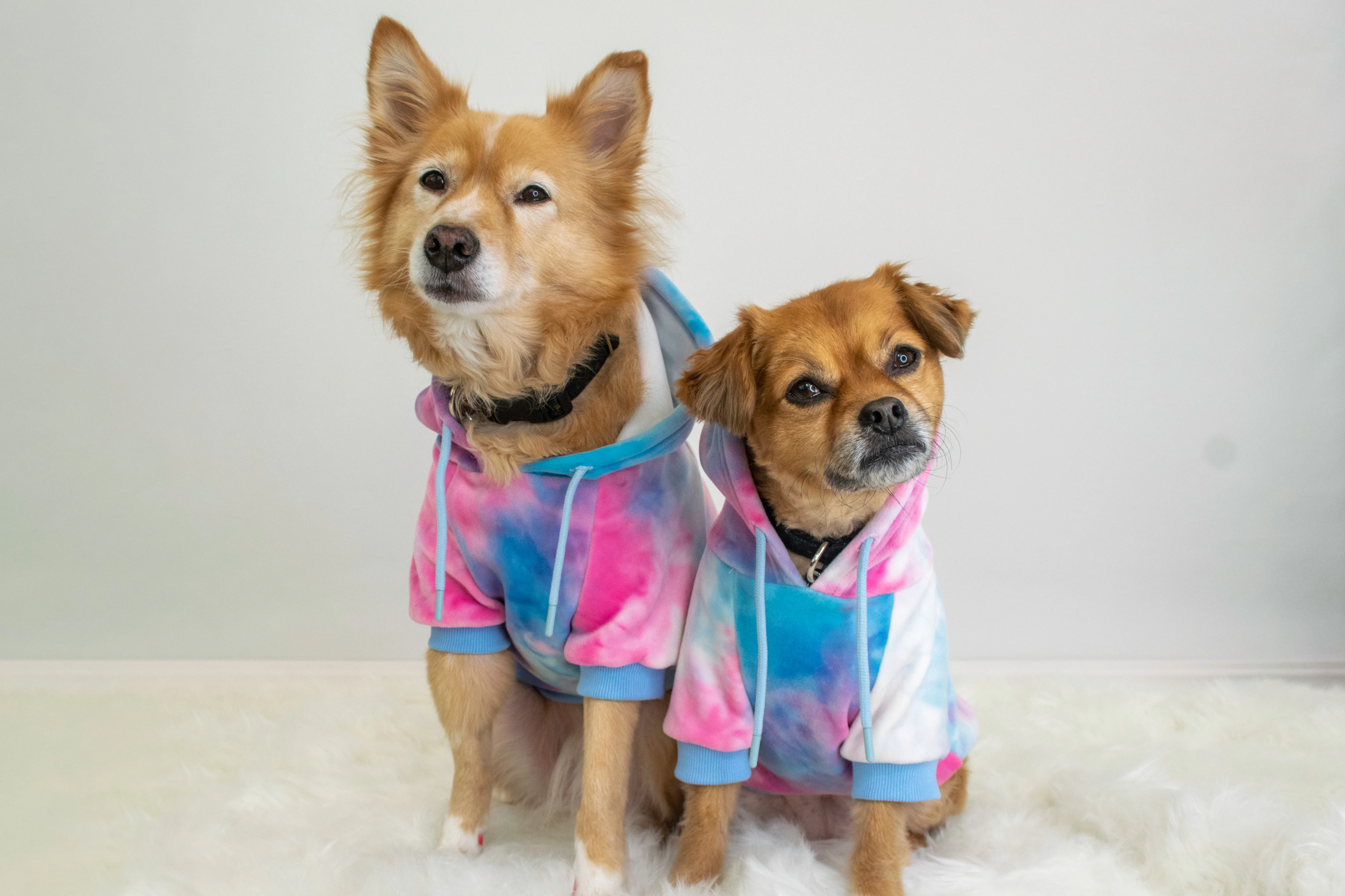 Dog Clothes Wholesale for Online Pet Store Operators 1 Dog Clothes Wholesale for Online Pet Store Operators