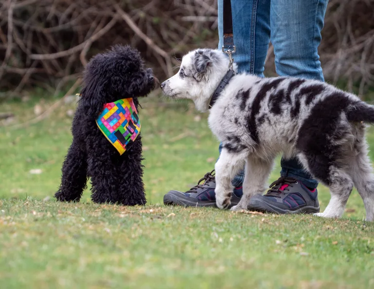 Why Positive Puppy Socialization Works Best When It Feels Like Play 9 Why Positive Puppy Socialization Works Best When It Feels Like Play