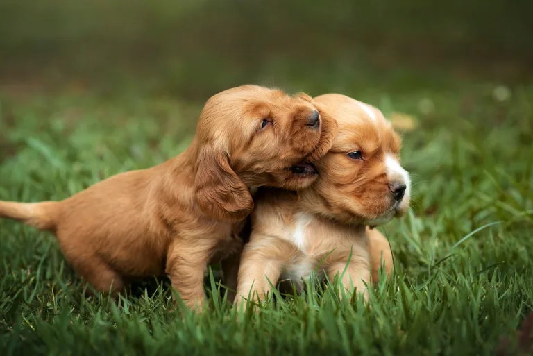 6 Best Pet Insurance Providers To Take Care Of Your Dog 17 6 Best Pet Insurance Providers To Take Care Of Your Dog
