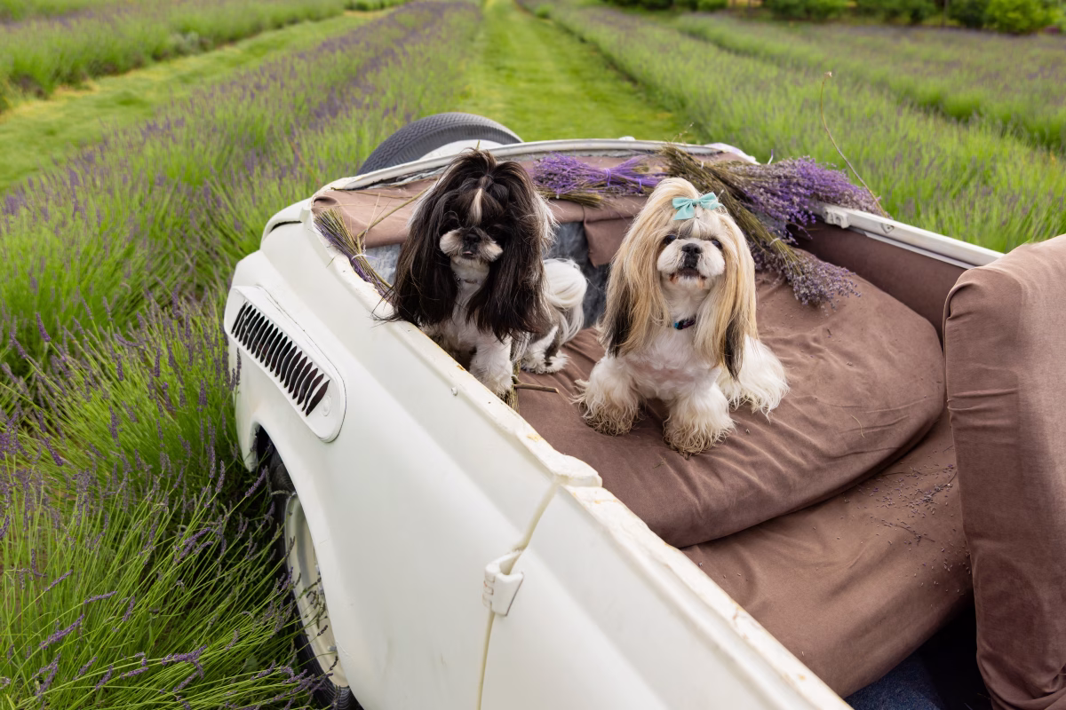 How Travеl Hеlps Calm Your Caninе Companion