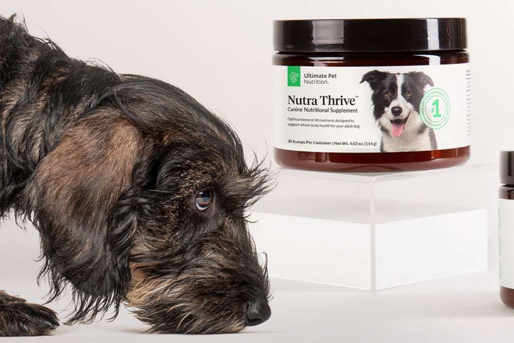 Do Joint Supplements For Dogs Actually Work? 5 Do Joint Supplements For Dogs Actually Work?
