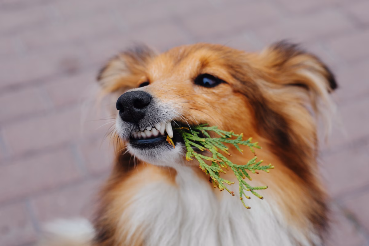 What To Feed Your Dog For Stronger Teeth And Gums 1 What To Feed Your Dog For Stronger Teeth And Gums