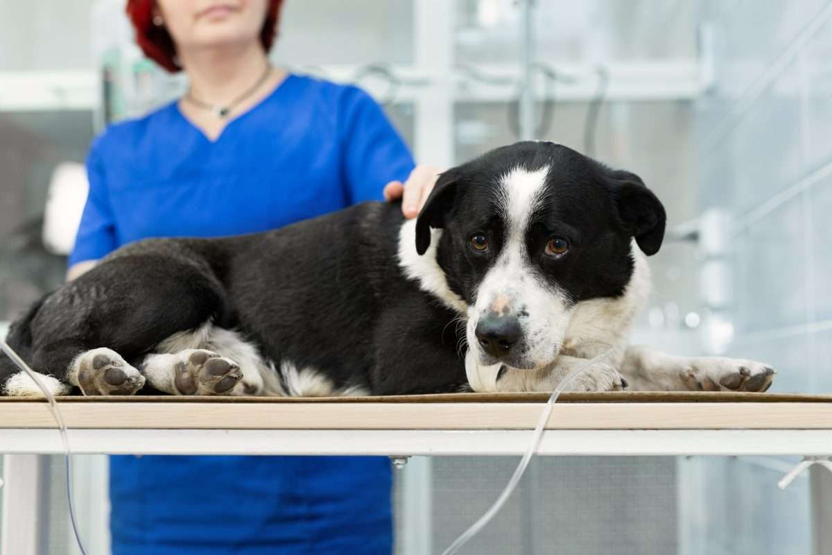 The Best (Proven) Ways to Save Money on Pet Insurance 6 The Best (Proven) Ways to Save Money on Pet Insurance