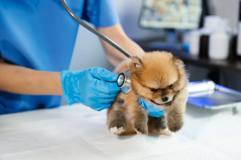 Vet Care on a Budget: How to Keep Your Dog Healthy Without Going Broke 38 Vet Care on a Budget: How to Keep Your Dog Healthy Without Going Broke
