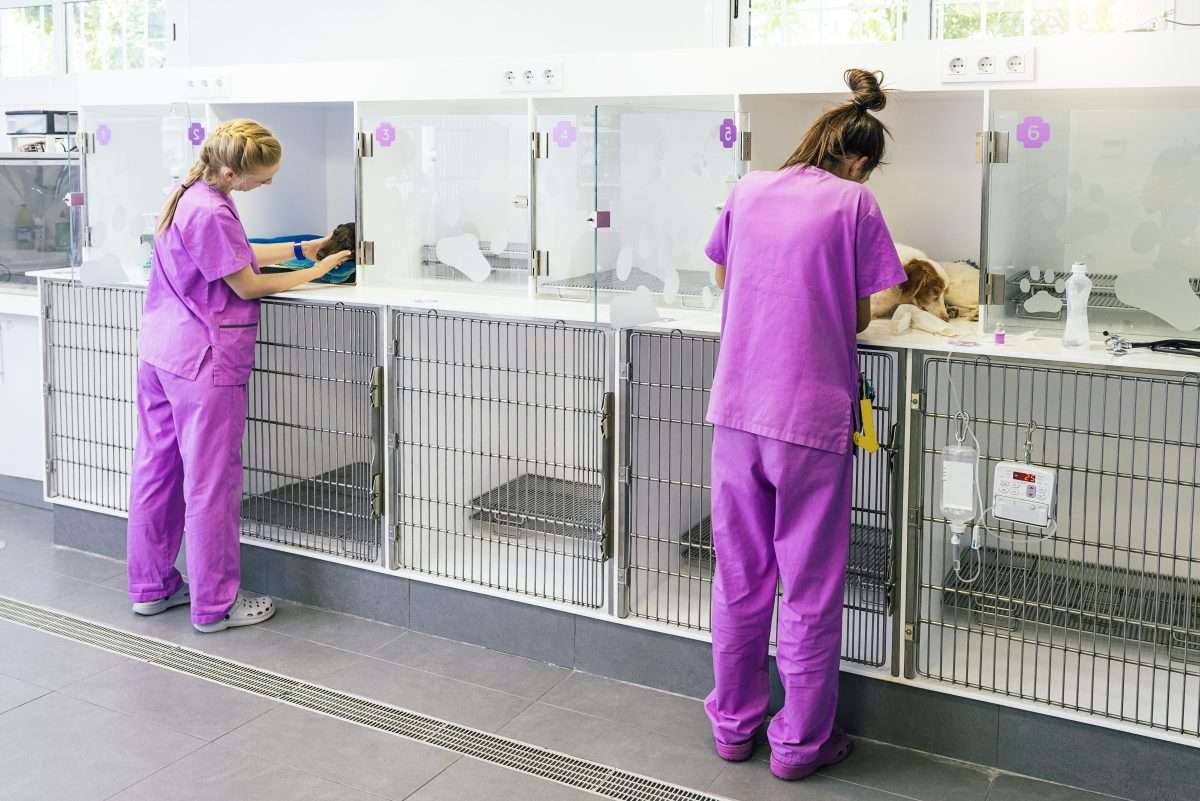 The Veterinarian Suicide Rate Should Shock You 4 The Veterinarian Suicide Rate Should Shock You