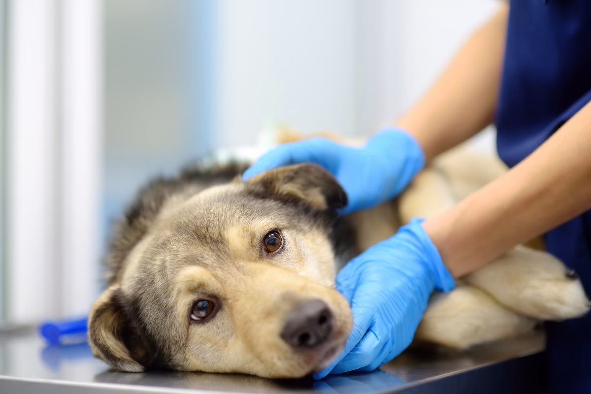 Healing from Within: How Stem Cells Are Transforming the Way We Treat Arthritis in Dogs