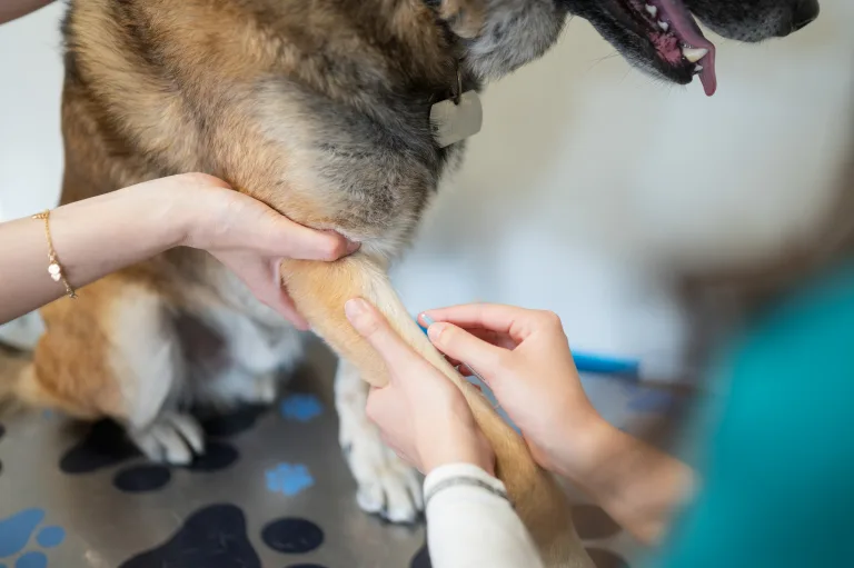 How to Spot Early Signs of Joint Pain in Aging Dogs