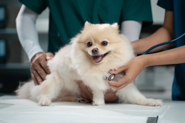 How Often Do Dogs Need Checkups