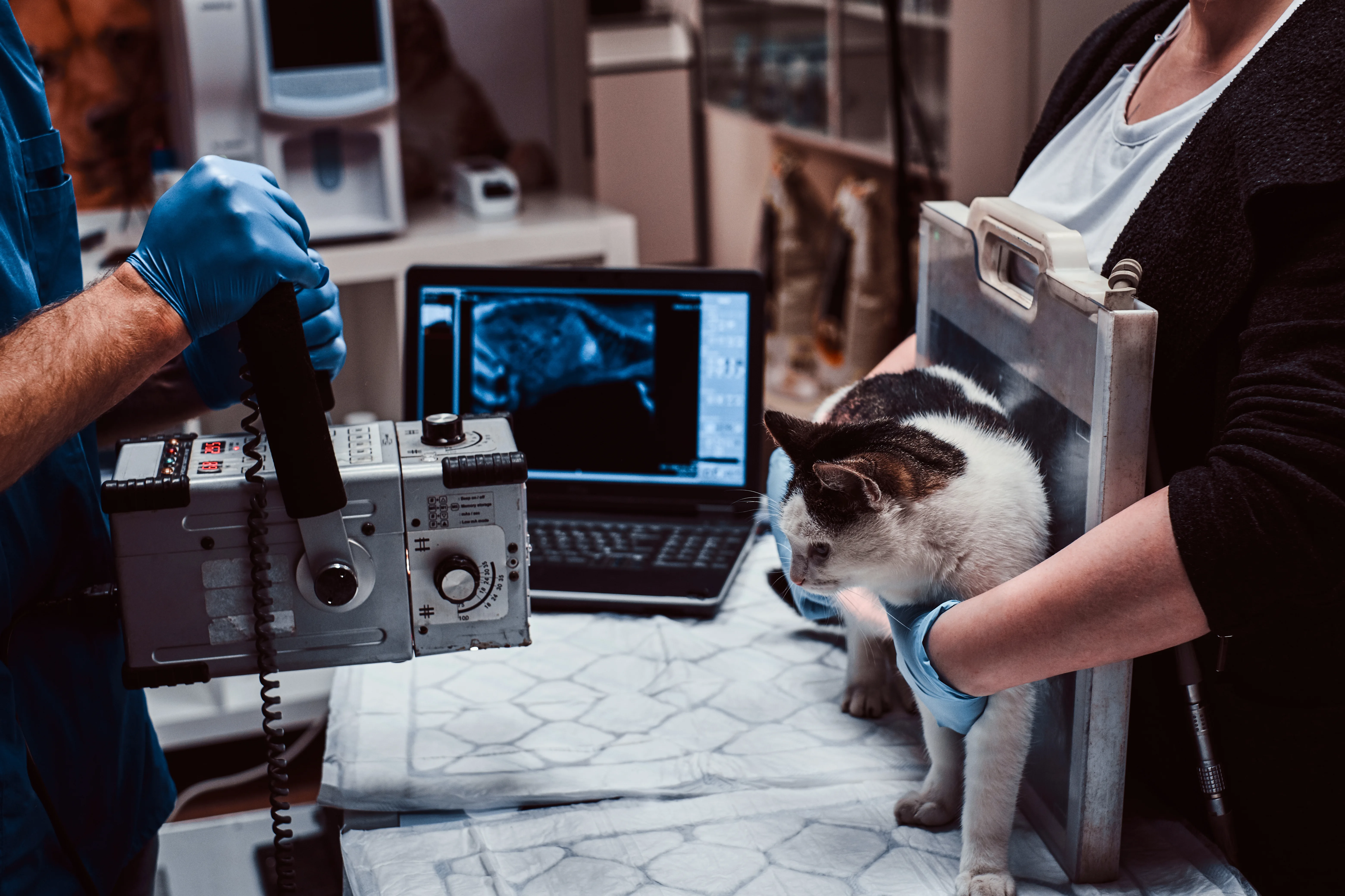 Best 3 Real-Time Veterinary Radiology Tools for 2026 2 Best 3 Real-Time Veterinary Radiology Tools for 2026