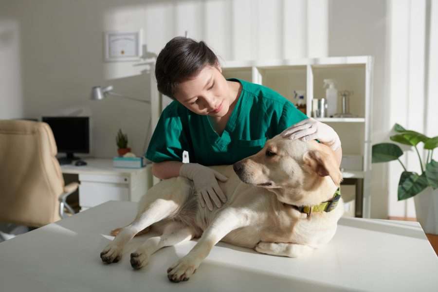 The Veterinarian Suicide Rate Should Shock You 5 The Veterinarian Suicide Rate Should Shock You