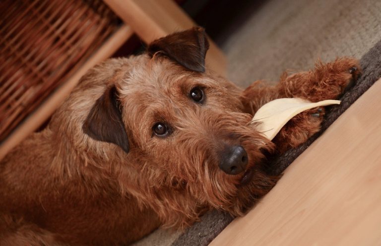 How a Dog's Diet Could Reveal How They First Became Domesticated 33 How a Dog's Diet Could Reveal How They First Became Domesticated