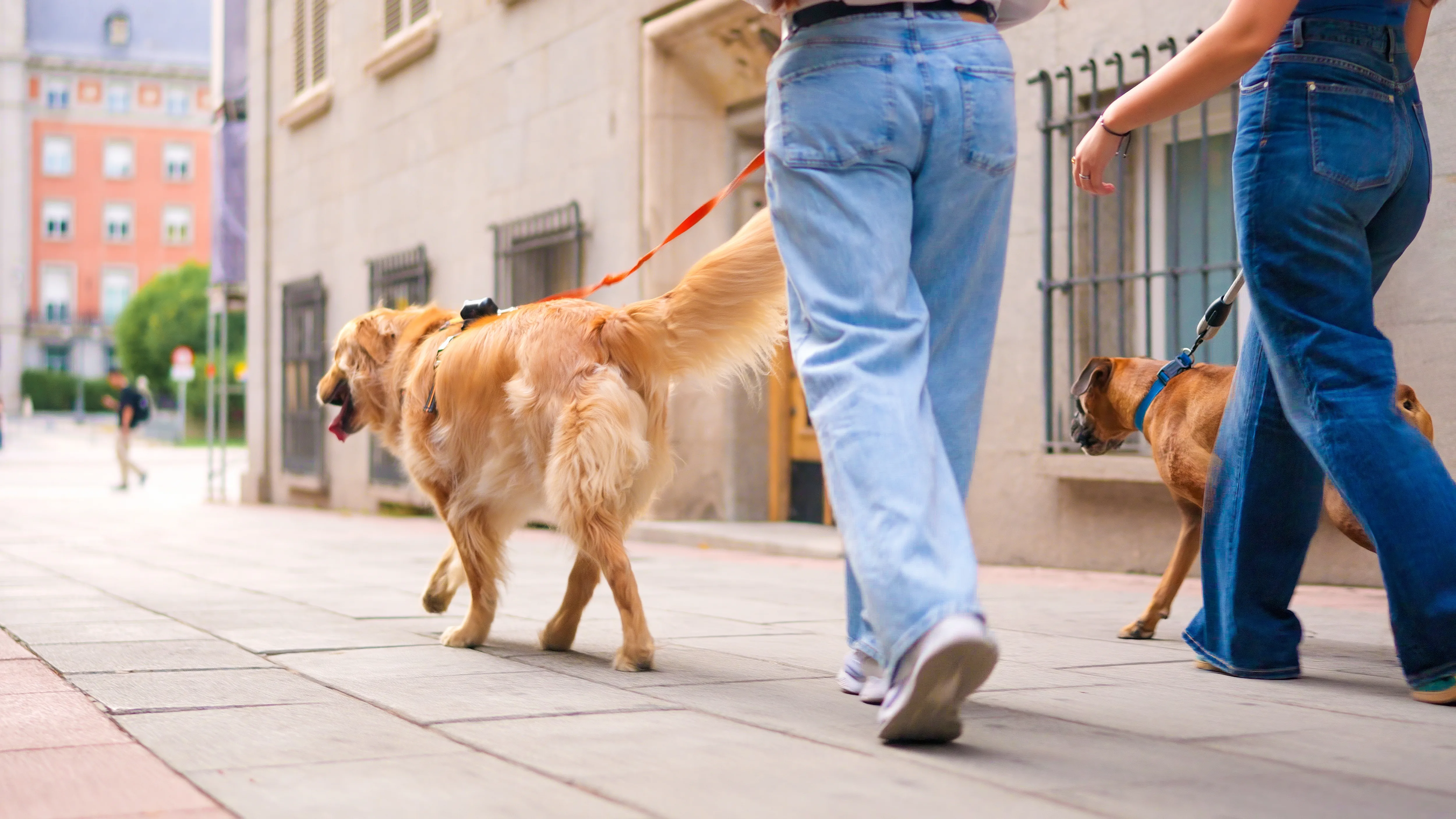 The Urban Trigger Point: Why City Dogs React Differently Under Pressure 2 The Urban Trigger Point: Why City Dogs React Differently Under Pressure
