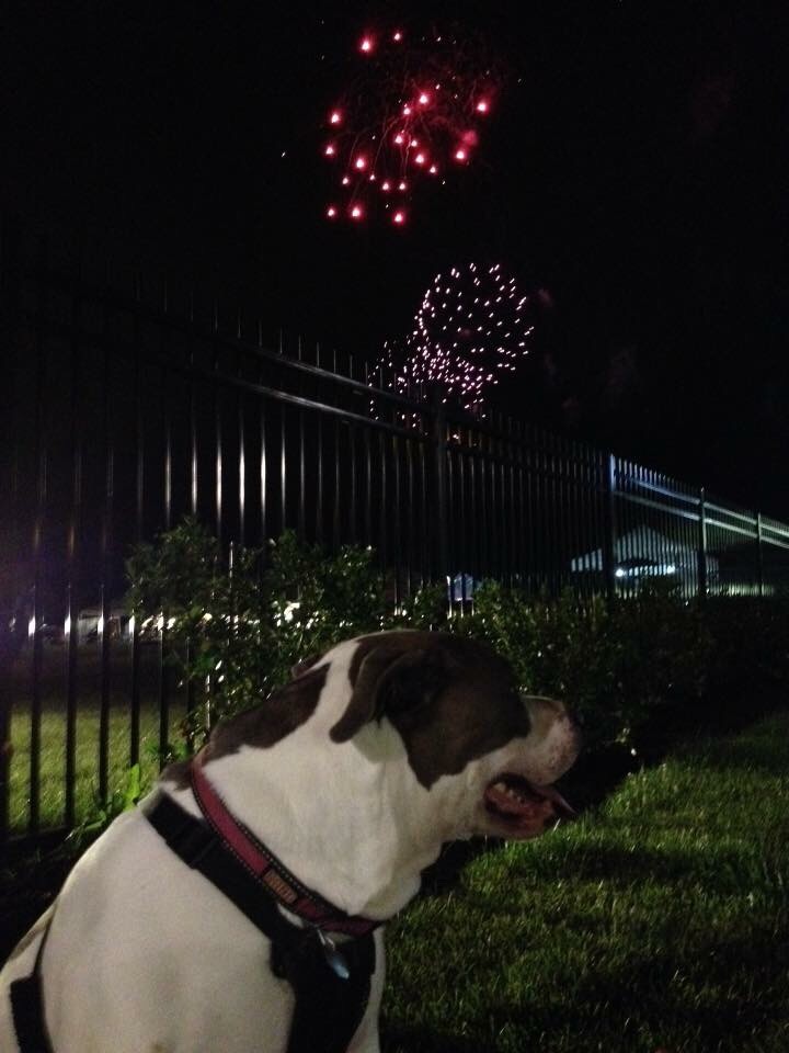 6 Proven Ways To Help Your Dog Cope With Fireworks 3 6 Proven Ways To Help Your Dog Cope With Fireworks