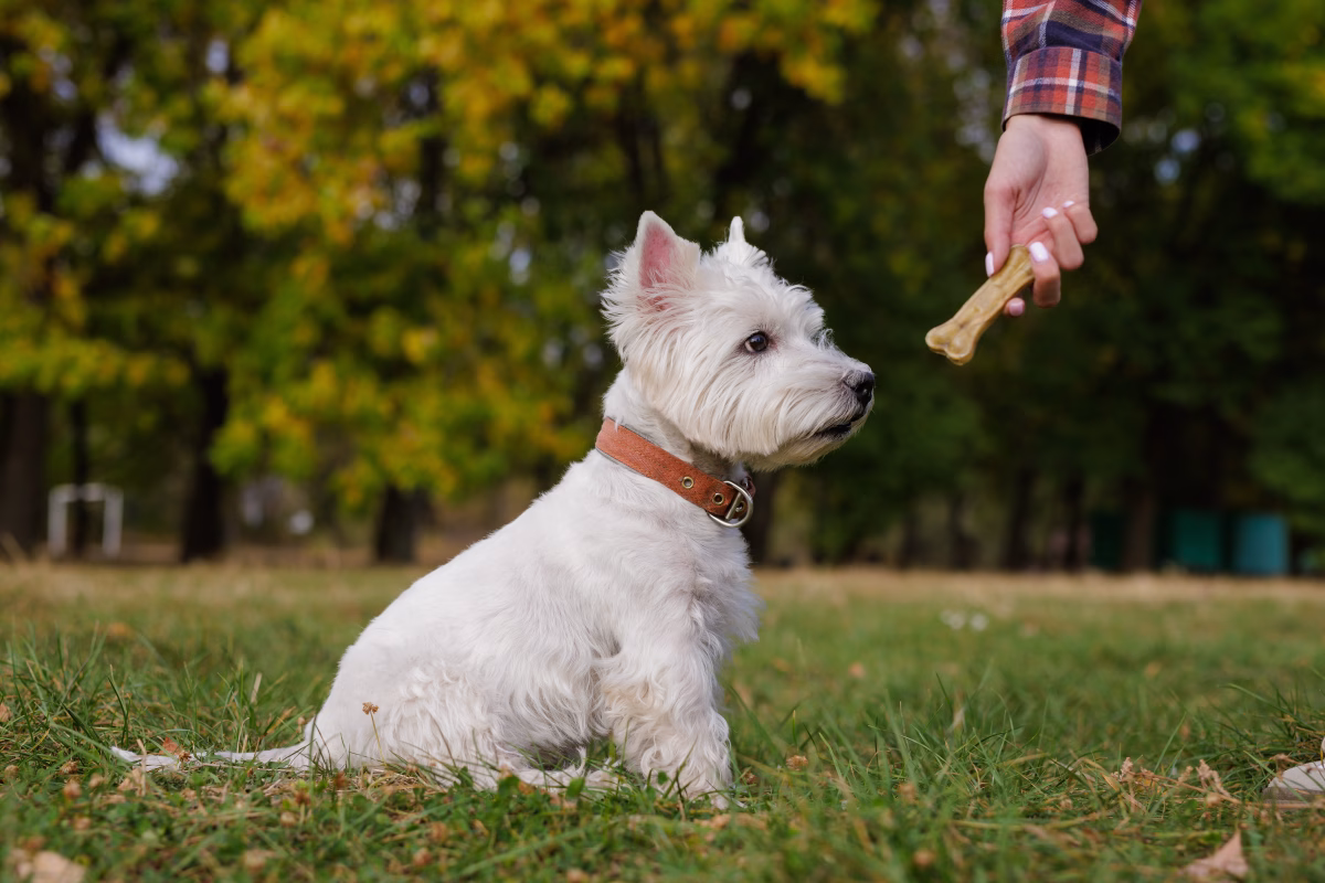 7 Mistakes to Avoid When Using Treats to Train Your Dog