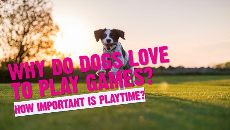 Why Do Dogs Love To Play Games?